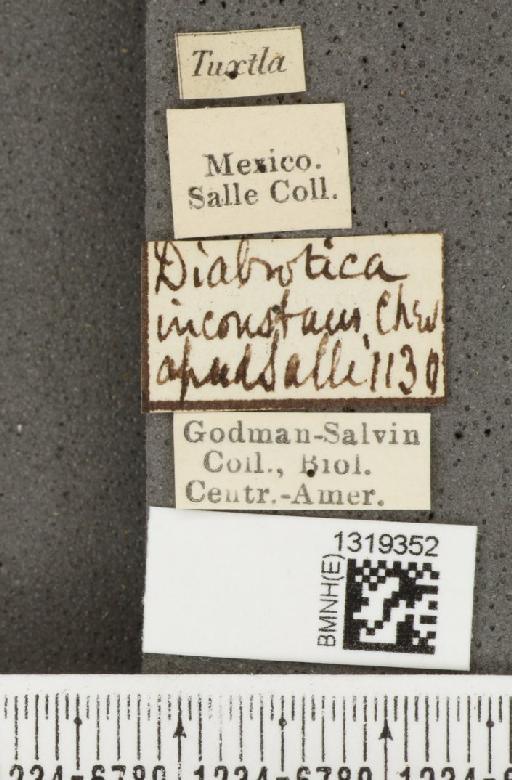 Diabrotica pulchella (Jacquelin du Val, 1857) - BMNHE_1319352_label_20338