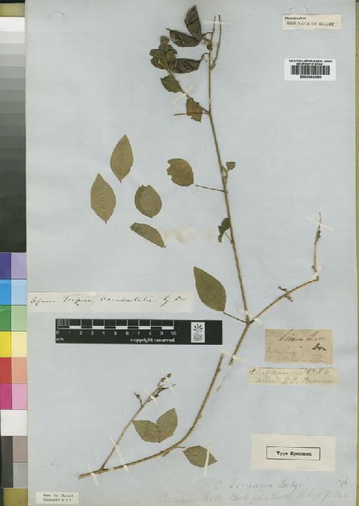 Crotalaria doniana Baker - BM000843599