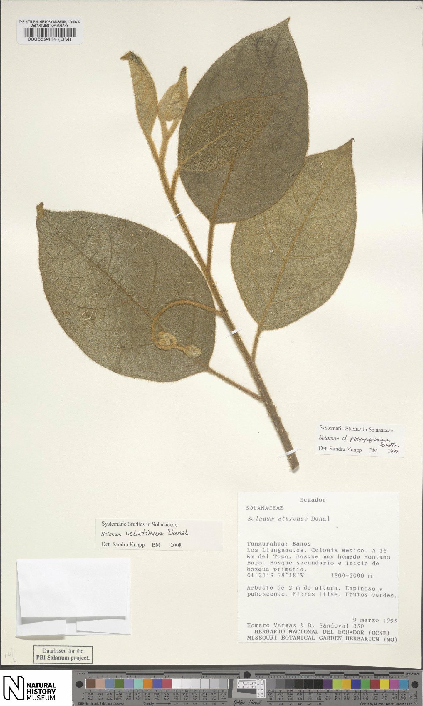 To NHMUK collection (Verbenaceae J.St.-Hil.; NHMUK:ecatalogue:4610912)
