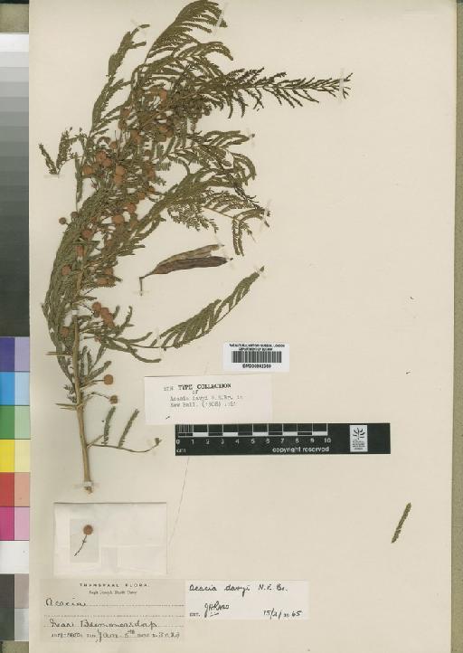 Acacia davyi N.E.Br. - BM000842069