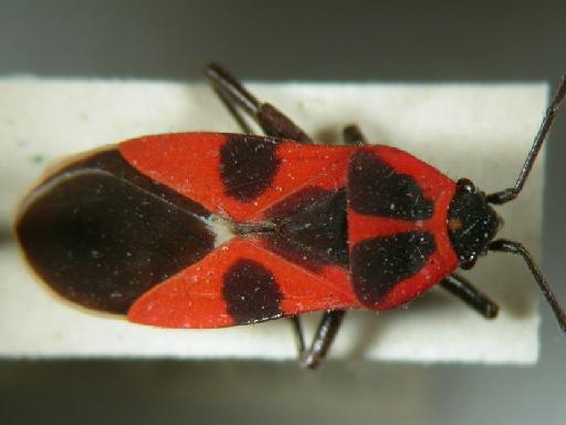 Lygaeus ruficeps Walker, 1872 - Hemiptera: Lygaeus Sim2