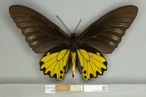 Troides helena cerberus Rothschild, 1895 - 013606464_additional