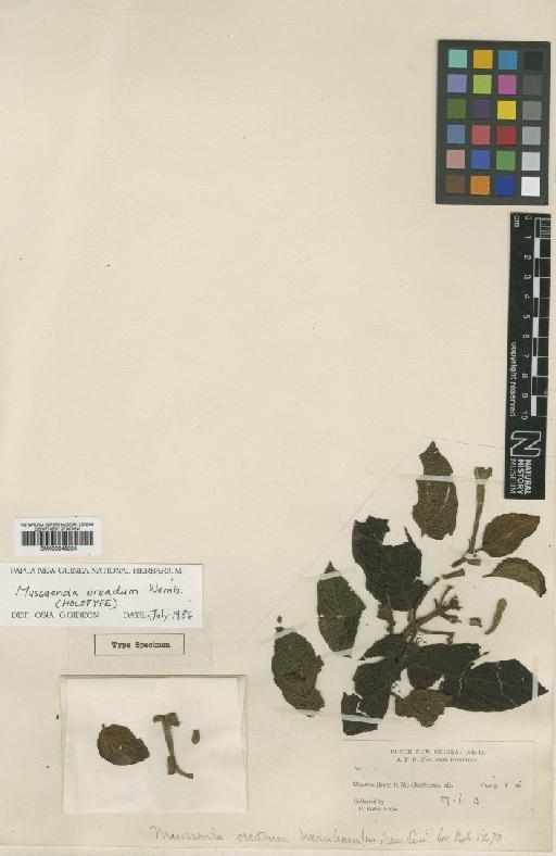 Mussaenda oreadum Wernham - BM000945224