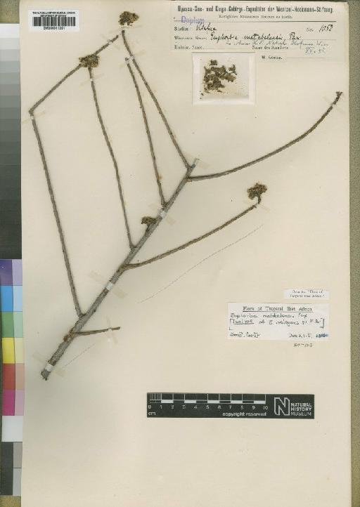 Euphorbia matabelensis Pax - BM000911251