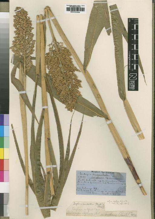 Sorghum caudatum (Hack.) Stapf - BM000923436