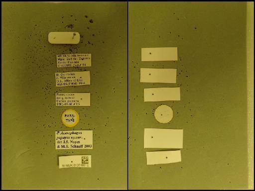 Acerophagus papayae Noyes & Schauff, 2003 - 010749012 Acerophagus papayae PT M labels