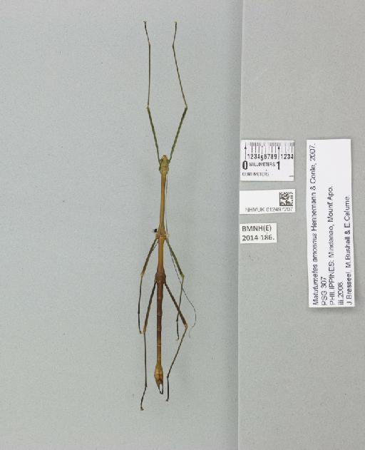Matutumetes amoenus Hennemann & Conle, 2007 - 012497207_72638_87594
