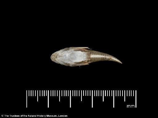 Callichthys paleatus Jenyns, 1842 - BMNH 1917.7.14.19.a, PARALECTOTYPE, Callichthys paleatus a, ventral