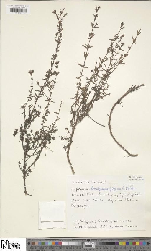 Hypericum lorentzianum Gilg ex R.Keller - BM001207395