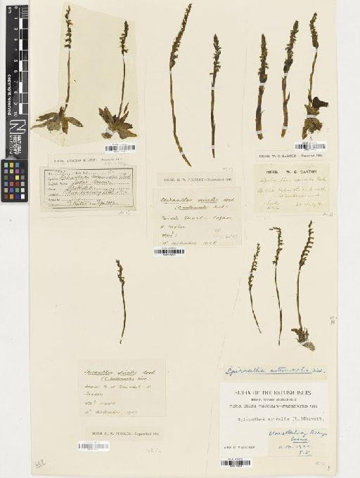 Spiranthes spiralis (L.) Chevall. - BM001164321