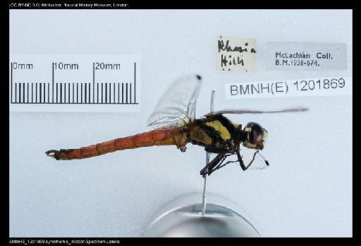 Lyriothemis tricolor Ris, 1916 - BMNHE_1201869-Lyriothemis_tricolor-Specimen-Lateral