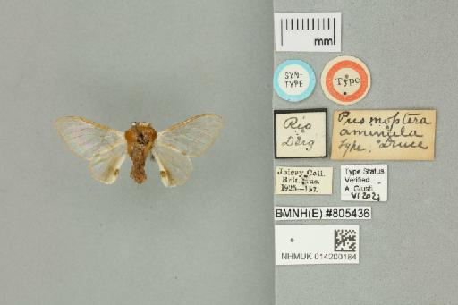 Prismoptera aminula Druce, 1890 - 014200184 Prismoptera aminula Druce, 1890 _Syntype _Dorsal_with_labels