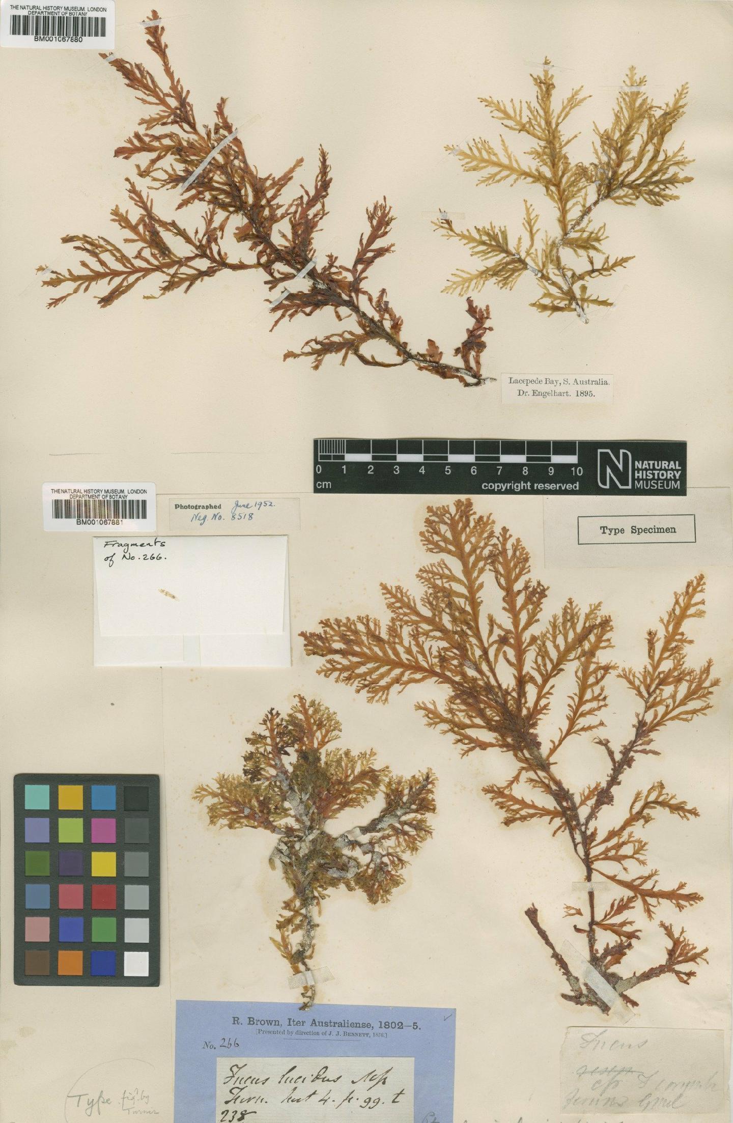 To NHMUK collection (Pterocladia lucida (R.Br. ex Turner) J.Agardh; Type; NHMUK:ecatalogue:2328353)