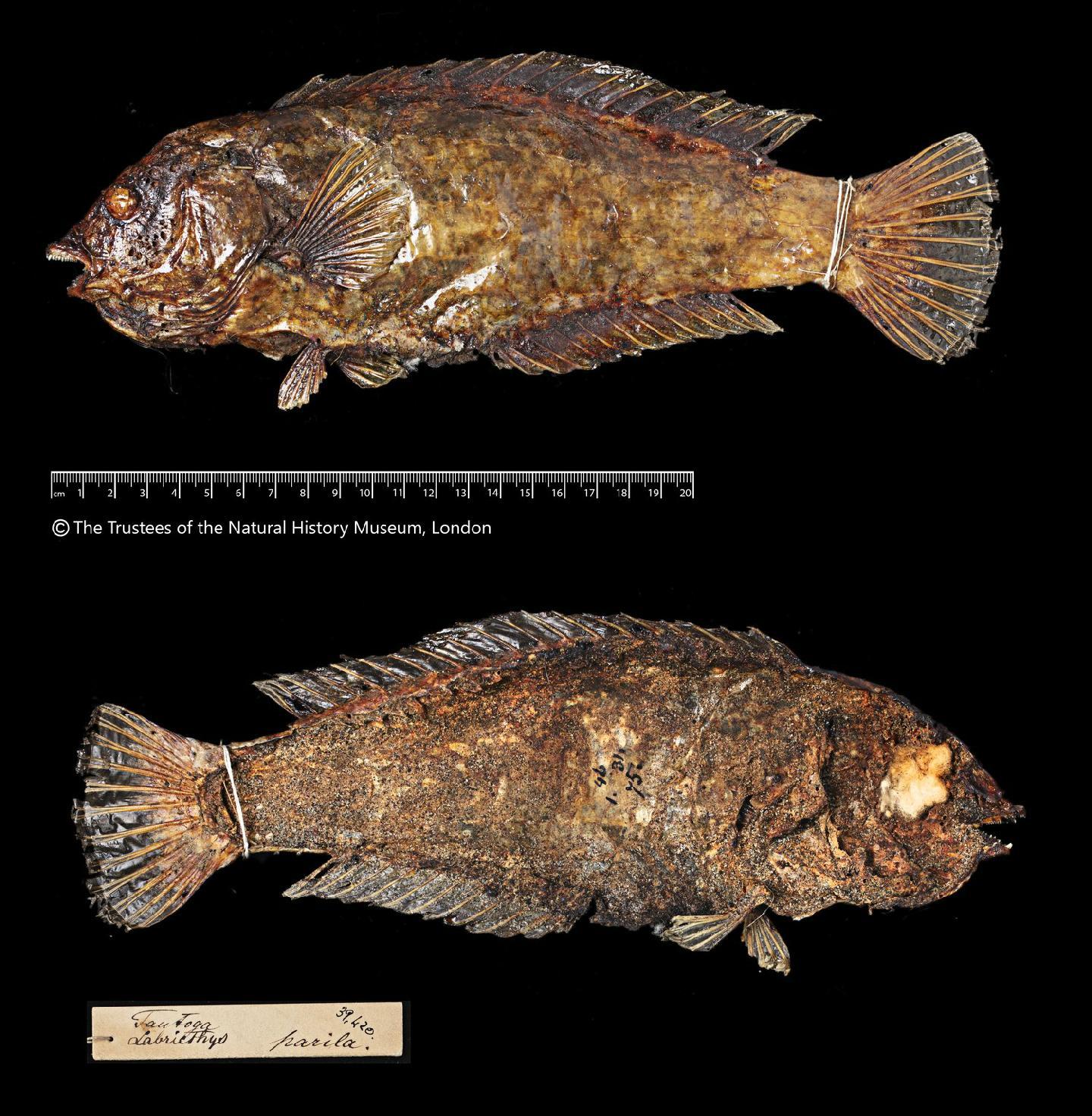 To NHMUK collection (Tautoga parila Richardson, 1850; HOLOTYPE; NHMUK:ecatalogue:2578828)