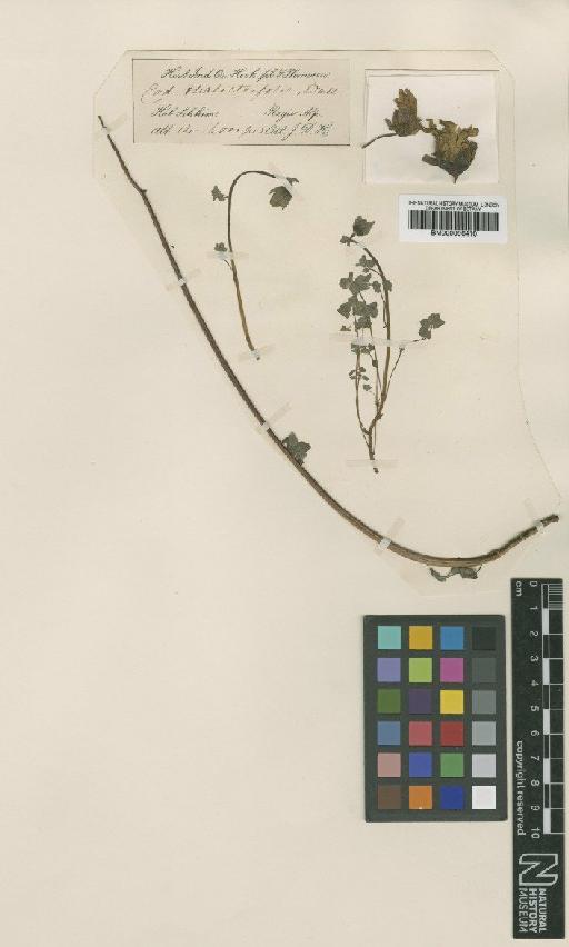 Codonopsis foetens Hook.f. & Thomson - BM000996410