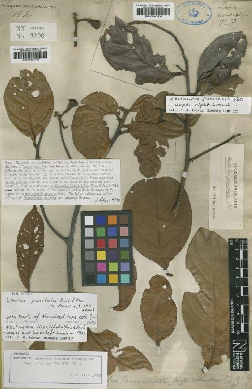 Nectandra lineatifolia (Ruiz & Pav.) Mez - BM000947237