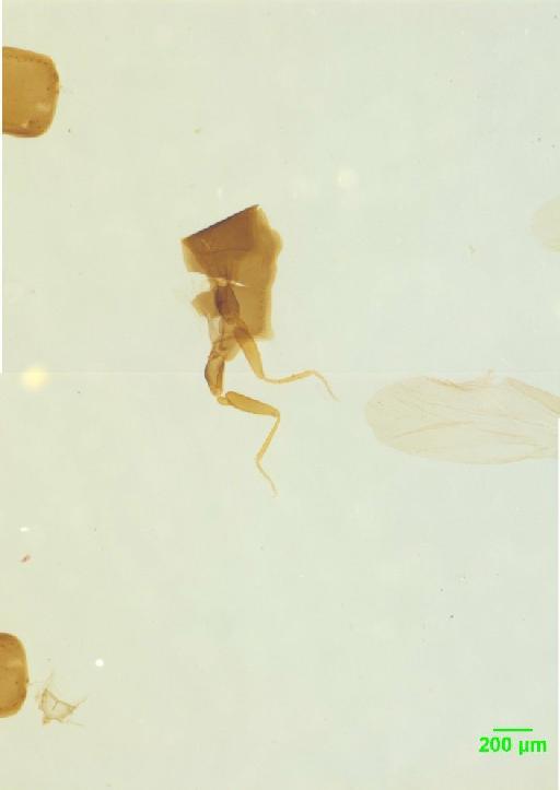 Scaphidiinae Latreille, 1806 - 010189093___1