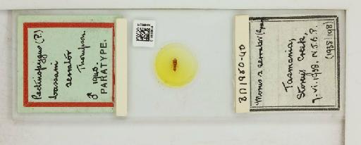 Pectinopygus bassani serrator Thompson, G.B., 1940 - 010683634_816440_1432188