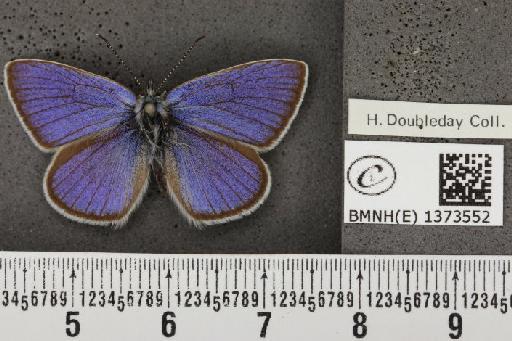 Cyaniris semiargus semiargus (Rottemburg, 1775) - BMNHE_1373552_167565