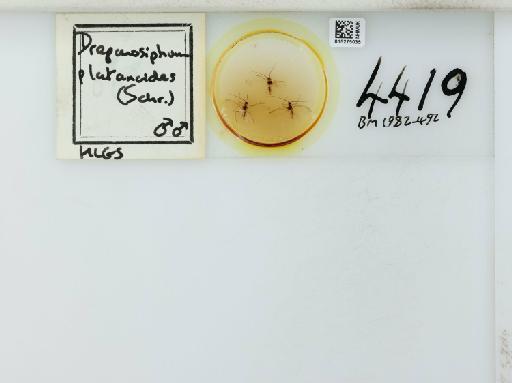 Drepanosiphum platanoides Schrank, 1801 - 015275035_112844_1094053_835815_NoStatus