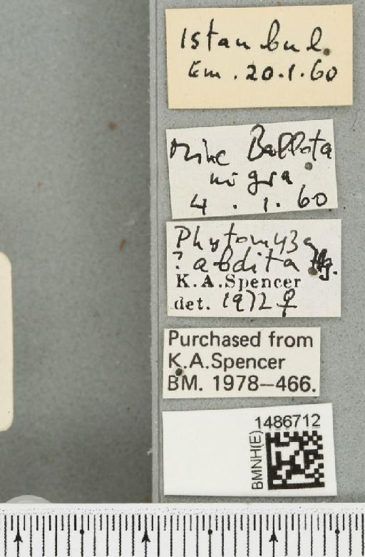 Phytomyza abdita Hering, 1927 - BMNHE_1486712_label_52963