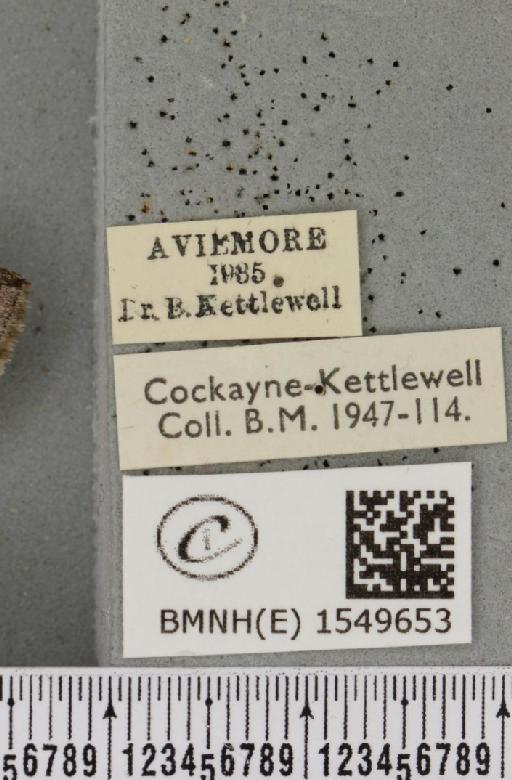 Achlya flavicornis scotica Tutt, 1888 - BMNHE_1549653_label_239290