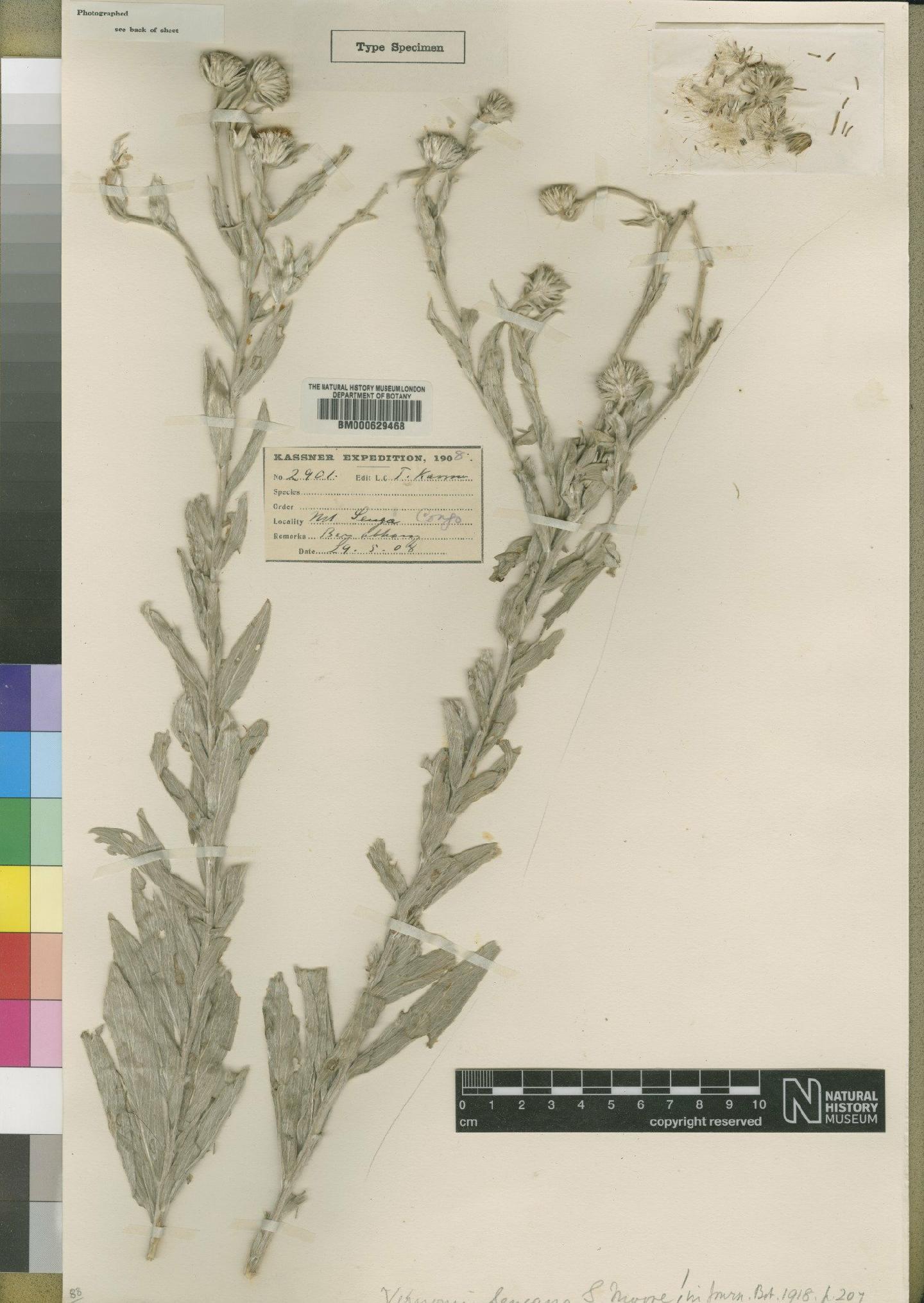 To NHMUK collection (Vernonia sengana Moore; Type; NHMUK:ecatalogue:4528635)