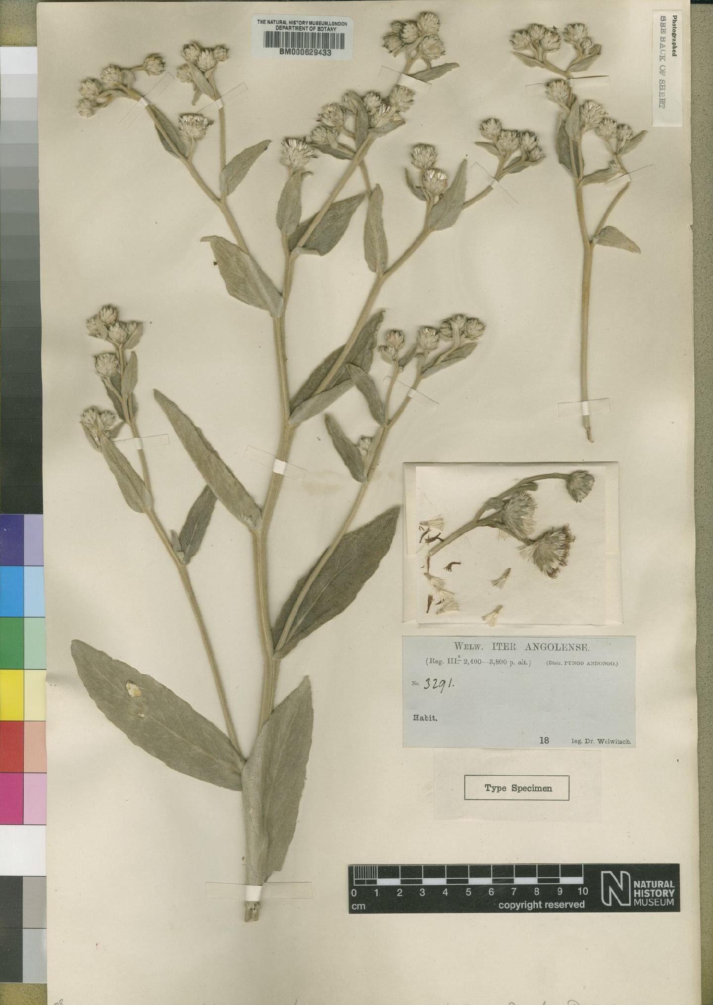 To NHMUK collection (Vernonia lampropappa O.Hoffm.; Type; NHMUK:ecatalogue:4526391)