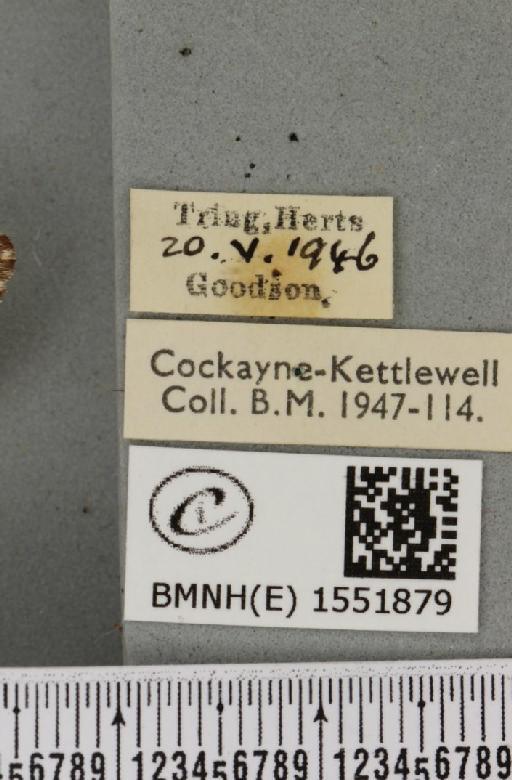 Drymonia dodonaea ab. trimacula Esper, 1785 - BMNHE_1551879_label_243237