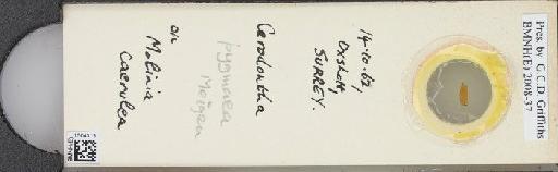 Cerodontha (Poemyza) pygmaea (Meigen, 1830) - BMNHE_1504313_59522