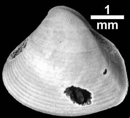 Corbula socialis d'Orbigny, 1850 - PI MB 1287 left_ext