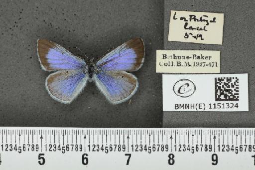 Celastrina argiolus britanna (Verity, 1919) - BMNHE_1151324_a_128151