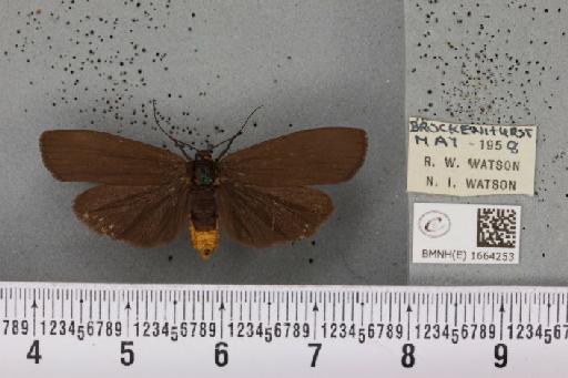 Atolmis rubricollis (Linnaeus, 1758) - BMNHE_1664253_286003