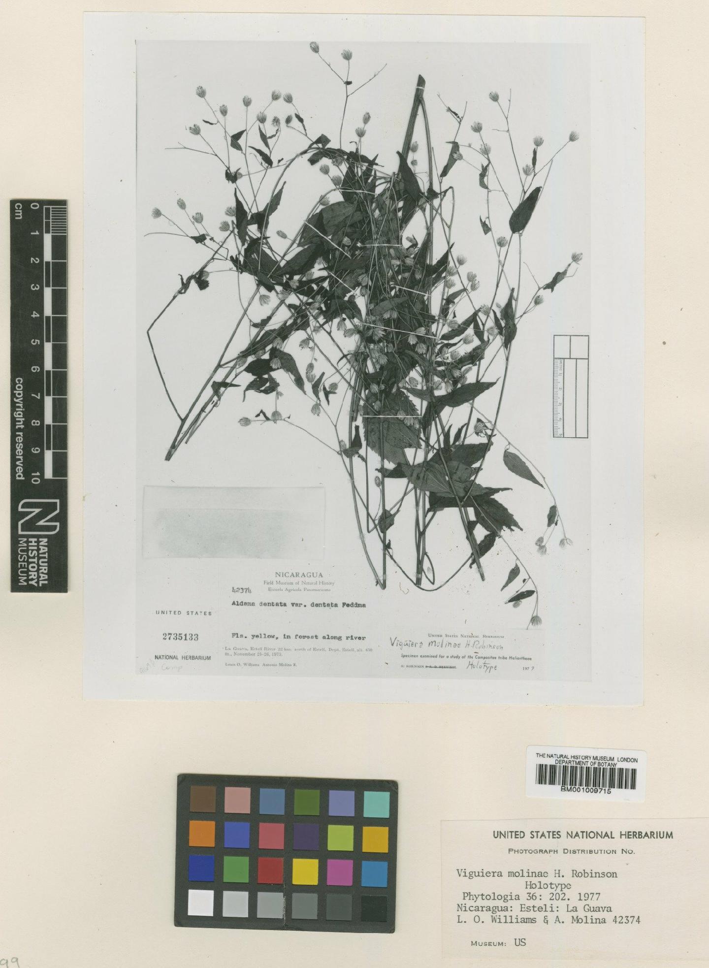 To NHMUK collection (Viguiera molinae H.Rob.; Type; NHMUK:ecatalogue:620457)