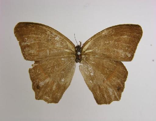 Euptychia ithama Butler, 1869 - BMNH(E)_1266998_Cyllopsis_(Euptychia)_hedemanni_hedemanni_ithama_Felder_HT_female_ (2)