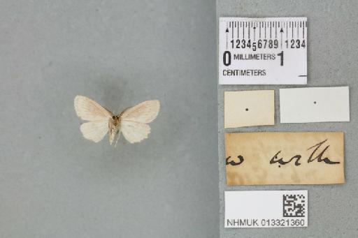 Dizuga recusataria (Walker, 1863) - 013321360_reverse