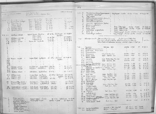 Chaetostoma aequinoctiale Pellegrin, 1909 - Zoology Accessions Register: Fishes: 1971 - 1985: page 203