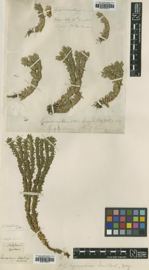 Lycopodium hamiltonii Spreng. - BM001038014