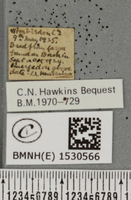 Falcaria lacertinaria (Linnaeus, 1758) - BMNHE_1530566_label_186923