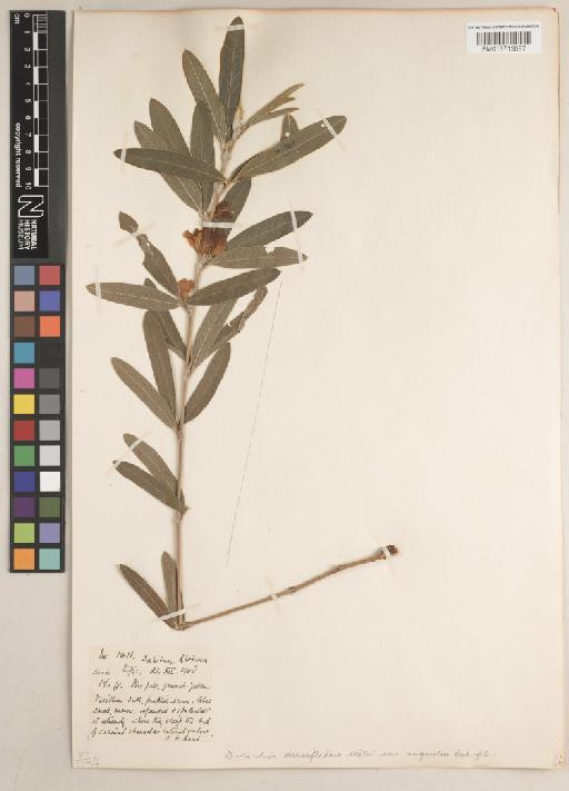 Macrotyloma densiflorum (Welw. ex Baker) Verdc. - BM013713087