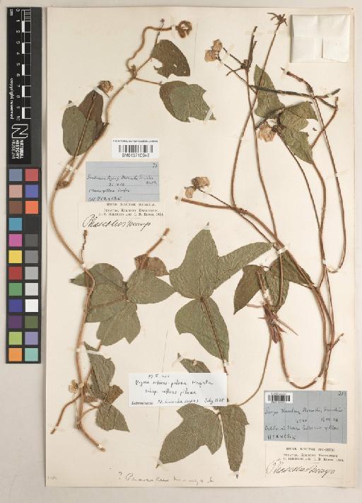 Vigna reflexopilosa Hayata - BM013710948