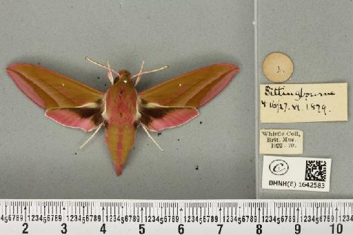 Deilephila elpenor (Linnaeus, 1758) - BMNHE_1642583_241150