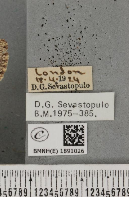 Lycia hirtaria (Clerck, 1759) - BMNHE_1891026_label_458538