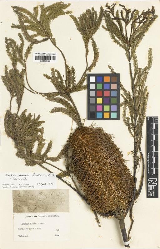 Banksia brownii Baxter ex R.Br. - BM000895120