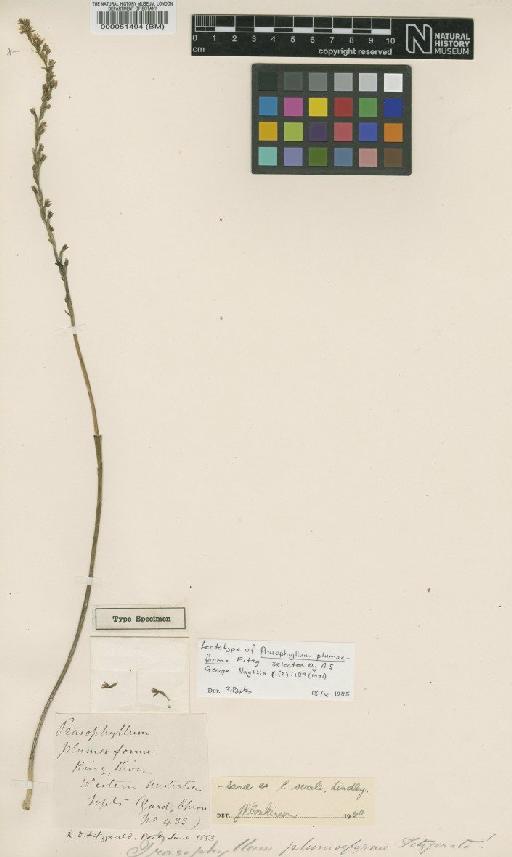 Prasophyllum ovale Lindl. - BM000051494