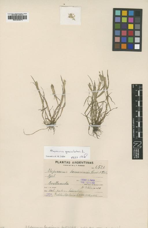 Alopecurus bonariensis Thell - BM000938578