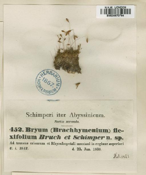 Brachymenium flexifolium Bruch & Schimp. ex A.Jaeger - BM000870764