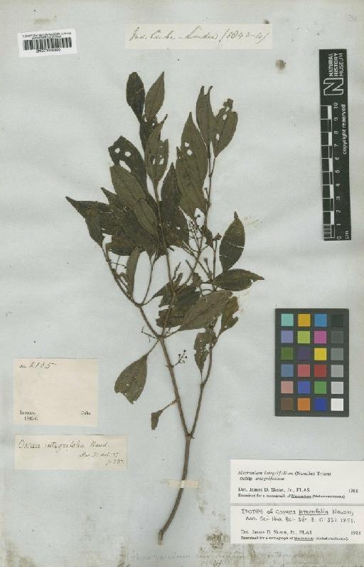 Mecranium integrifolium subsp. integrifolium (Naudin) Triana - BM001008300