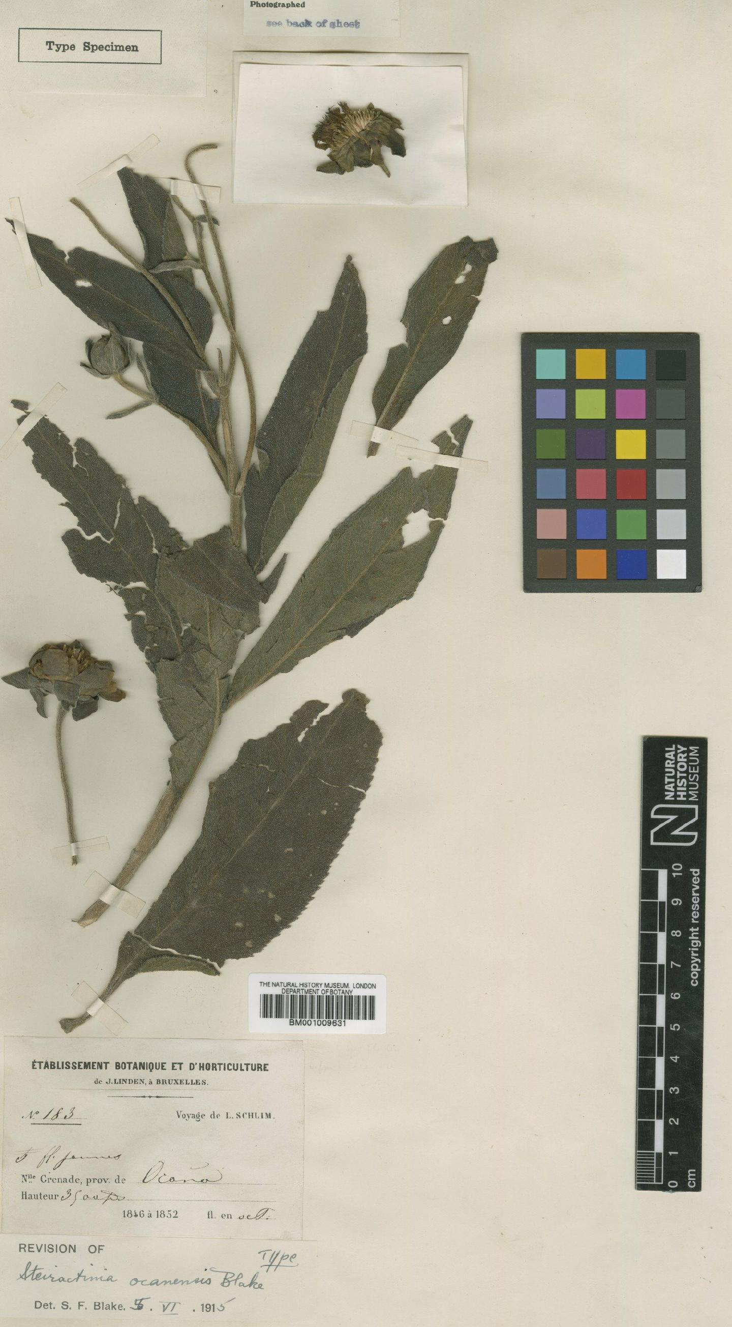 To NHMUK collection (Steiractinia ocanensis S.F.Blake; Type; NHMUK:ecatalogue:617048)