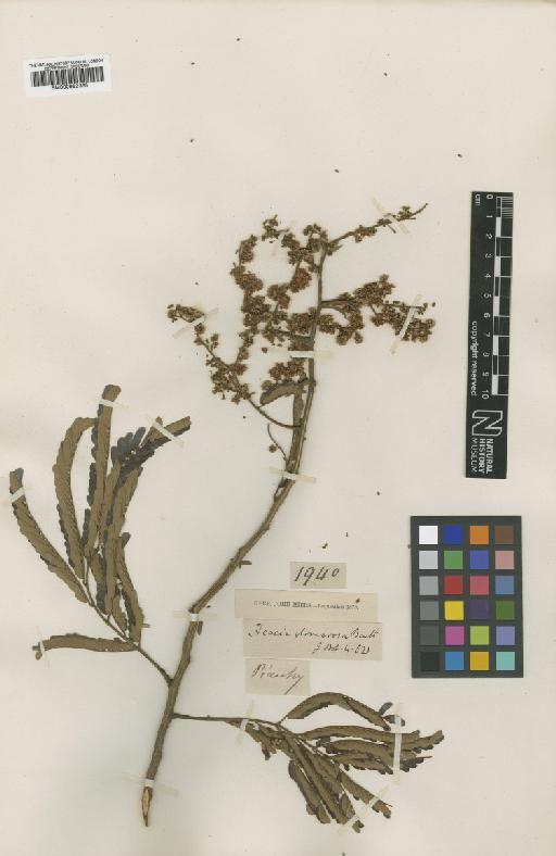 Acacia glomerosa Benth. - BM000952365